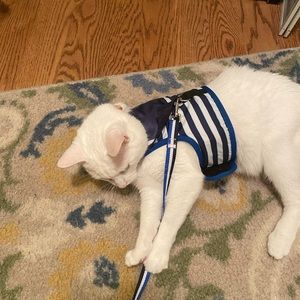 Adjustable Nautical cat harness